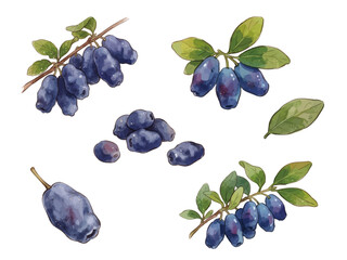 Item-style fresh haskap berry illustration, elegant deep blue honeyberry for organic northern gourmet branding ／ ハスカップのイラスト © BN studio