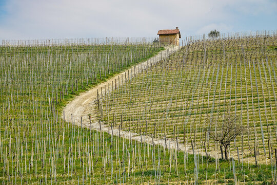 Aerial view of rolling hills of vineyards with a small stone hut and a winding path under a soft sky Barolo, Piedmont, Italy.