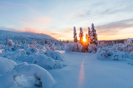 Sun shining through trees covered in snow during winter under cloudy sky at sunrise