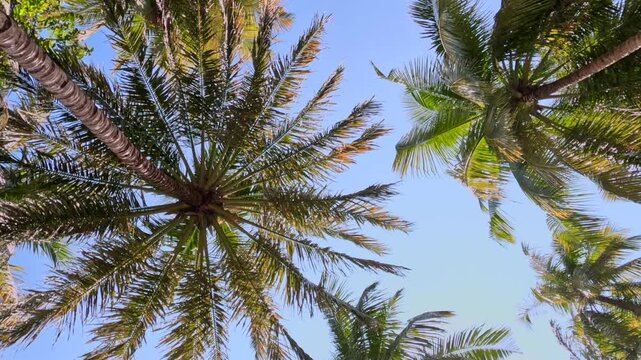 Upward view of tropical palm trees and bright sunlight against a clear blue sky. Relaxing tropical nature scene with palm leaves, sun flare, and vacation atmosphere, ideal for travel, resort, wellness