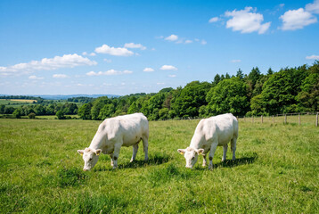Obraz premium Two white cattle grazing in green pasture under blue sky