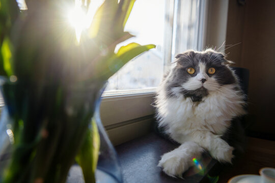 Scottish fold cat sitting on window sill in home