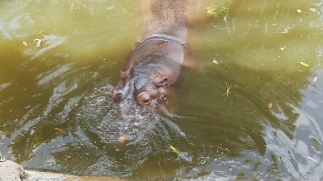 A hippo displays feeding behavior in its natural habitat at a zoo highlighting wildlife conservation efforts.