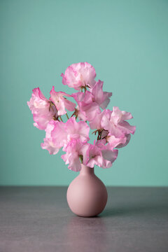 Shot of pink sweet pea flowers in small vase against colored background