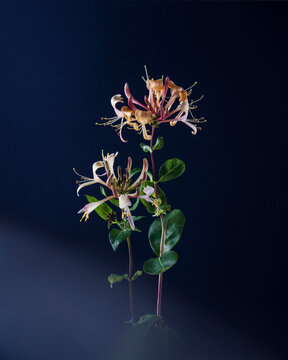 Honeysuckle flowers against blue background