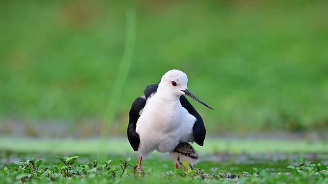 Black-winged Stilt Sheltering Chick in Wetland Grass