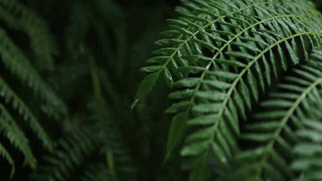 green fern leaf