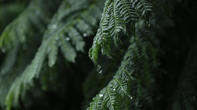 fern in the rain