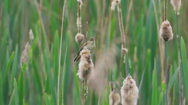 Slow-motion footage of a reed warbler perched among reedmace and green reeds in a wetland habitat. The bird sits naturally within dense vegetation, creating a peaceful British wildlife scene