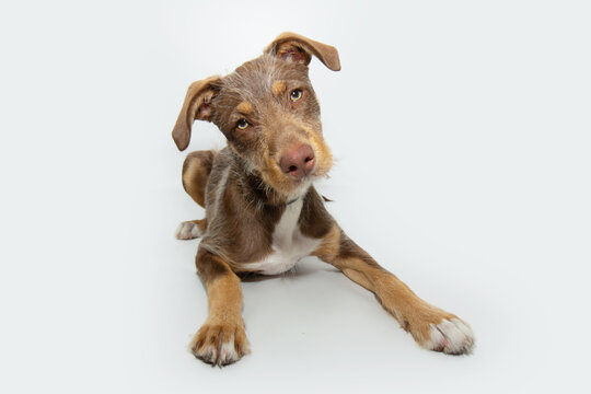 Portrait concentrate and attentive mixed-breed dog tilting head side looking at camera and lying down. Isolated on white background