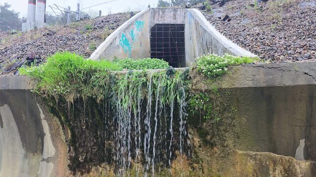 Concrete culvert delivering flowing water beneath a gravel embankment, creating a small cascade and wet microhabitat with lush green vegetation and white wildflowers