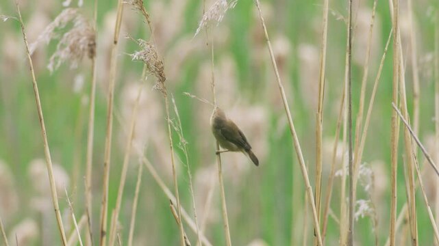 Slow-motion footage of a reed warbler perched among tall reeds in a wetland habitat before flying away. The small brown songbird moves naturally through dense reedbed vegetation.