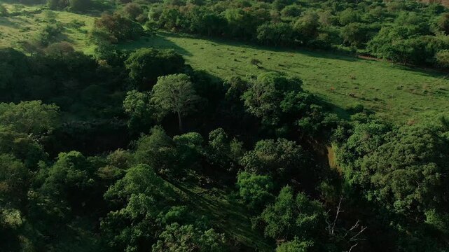 Tropical Green Lush Nature Of Laguna La Mar&iacute;a In Comala, Colima, Mexico. Aerial Tilt-up Shot