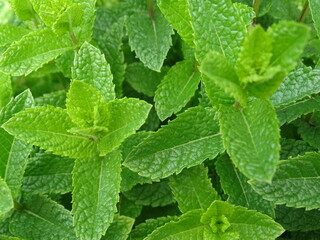 Close‑up of fresh green mint leaves showing natural texture and detailed leaf structure. © Mihly