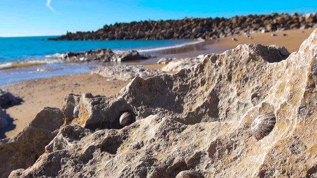 Limpets and seashells clinging to weathered coastal rocks on a sunny beach, with gentle ocean waves lapping the sandy shore and a breakwater visible in the beautiful and serene background