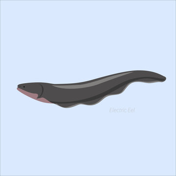 Electric eel cartoon illustration with long dark body, freshwater fish, aquatic animal, wildlife and educational design