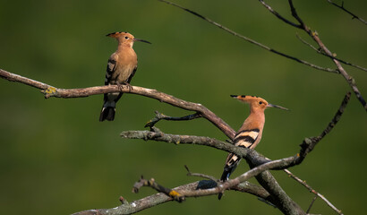 Cute colorful bird. Eurasian Hoopoe. (Upupa epops). Yellow green nature background. © Oussama