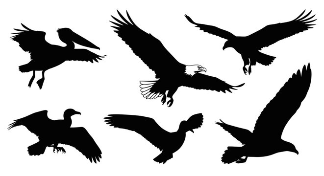 Bird Silhouettes Collection: Eagles, Pelican, and Cormorant in Flight