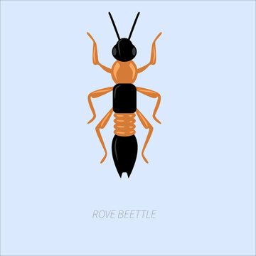 Earwig cartoon illustration with orange body and pincers, insect wildlife, garden bug and educational nature design