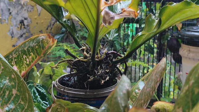 tropical rain pouring on anthurium plant root system in home garden close up