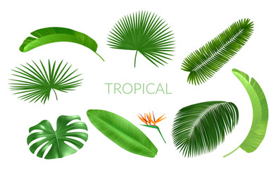 Realistic tropical leaves. Palm fronds. Monstera or coconut palms. Hawaiian summer scenery. Jungle nature. Rainforest tree. Vector botanical isolated elements set of exotic green plants © VectorBum
