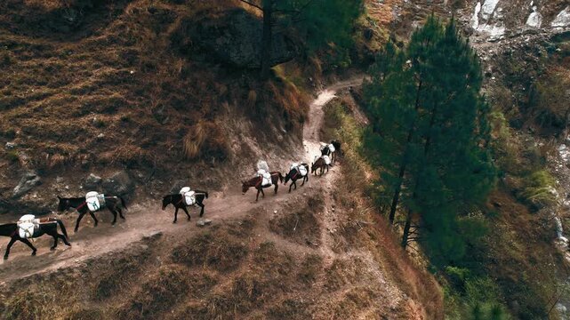 Aerial drone shot of a pack mule caravan with loaded supplies walking along a narrow Himalayan trekking trail in Nepal.