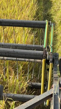 The header cuts mature rice stems while advancing steadily through crop rows during harvesting across farmland. Agricultural engineering.