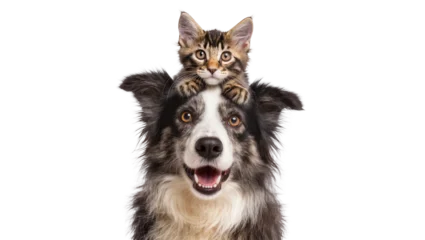 Fotobehang Kat Cute tabby kitten perched on happy dog s head, isolated on transparent background  © Giulia