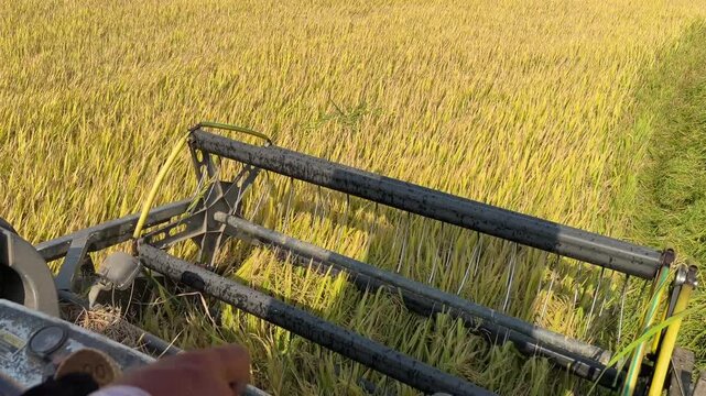 Slow motion view from inside the combine cabin shows the cutting unit capturing stems while moving forward across the field. Efficiency.