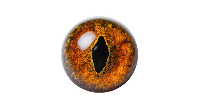 Detailed reptilian amber eye with vertical pupil, isolated on transparent background