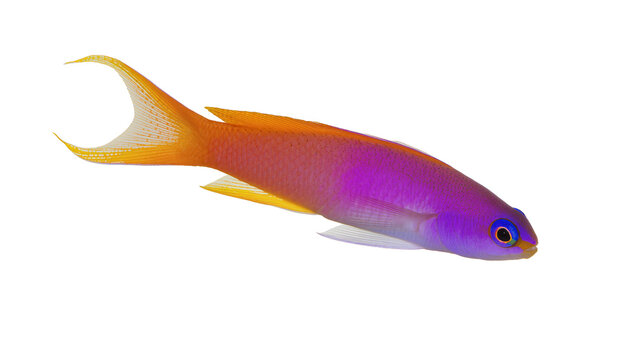 Vibrant purple and orange Anthias fish swimming, isolated on transparent background