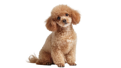 Fluffy toy poodle dog with curly brown fur, sitting attentively isolated on transparent background © Giulia