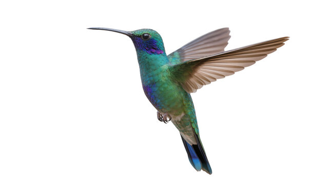 Emerald green hummingbird with iridescent blue throat wings spread, isolated on transparent background