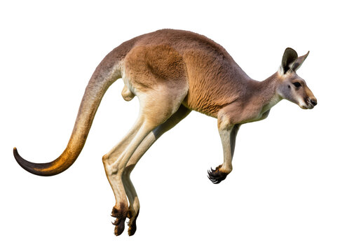 Red kangaroo mid-leap powerful hind legs extended, isolated on transparent background