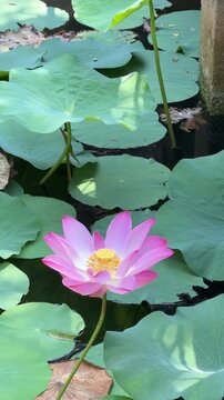 Vertical view shows pink lotus flower elevated on a stem above surrounding foliage across reflective pond surface forming a balanced natural composition. Serenity.