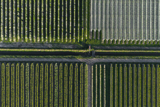 Aerial view of symmetrical rows of trees in an orchard and white protective netting divided by a central path in Flevoland, Netherlands.