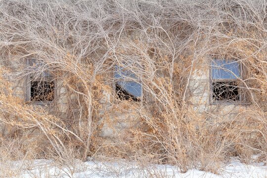 Abandoned Building Windows Overgrown with Dry Vines in Winter