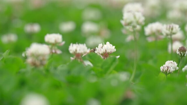 シロツメクサの花畑で集密するミツバチ