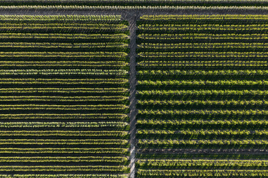 Aerial view of neat rows of fruit trees in an orchard with a central dirt path under bright sunlight Flevoland, Netherlands.