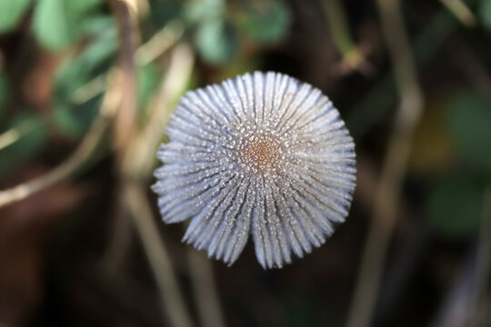 Parasola plicatilis mushroom growing in grass clippings.