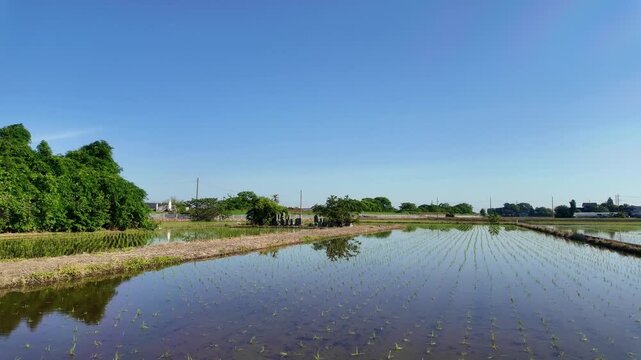 田植えを終えた田んぼにある「お墓と神様」(関東の5月)