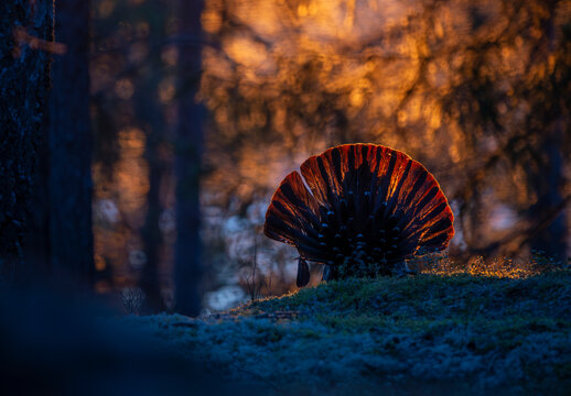 Western capercaillie with fanned tail in forest at sunset