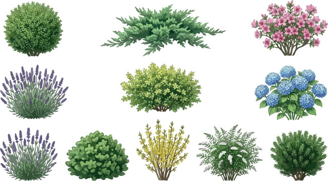 Garden shrubs and flowering bushes collection, 11 realistic landscape plants vector set, ornamental greenery for backyard architectural visualization