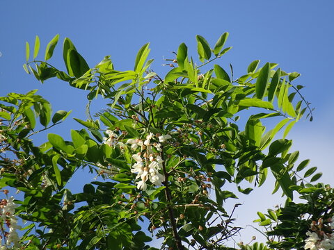 Flowering black locust tree with white blossoms