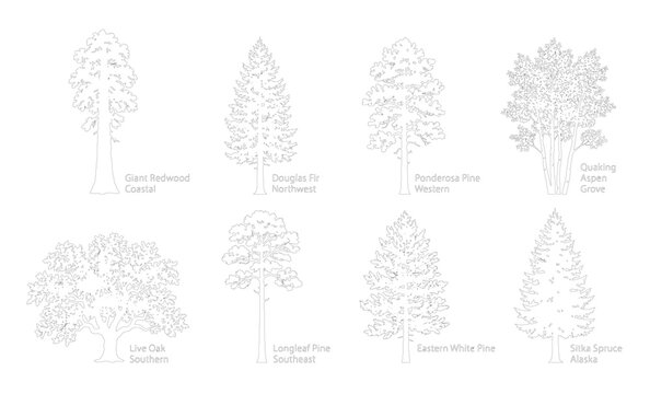 CAD line art labeled conifer and deciduous tree species side view elevation set, outline redwood, pine and oak tree symbols for landscape and forestry design plans. Editable stroke, white fill vector