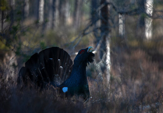 Close-up of Western capercaillie in forest
