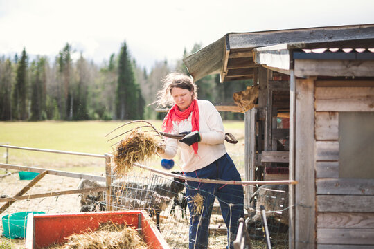 Woman using pitchfork to toss hay into sheep pen