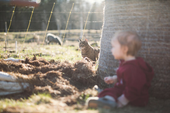 Cat near fence in farm at sunny day