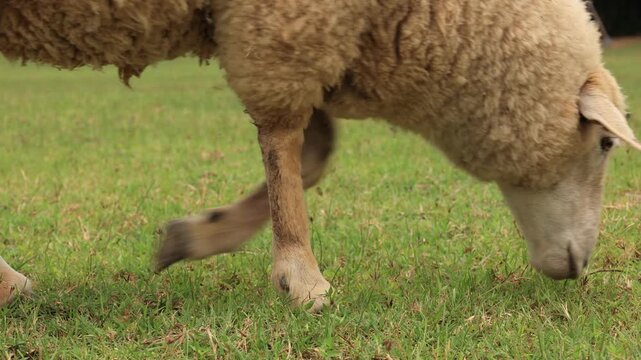 sheep and lamb