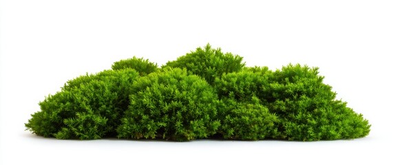 Obraz premium Fluffy green moss on white showcases nature's freshness and tranquility.